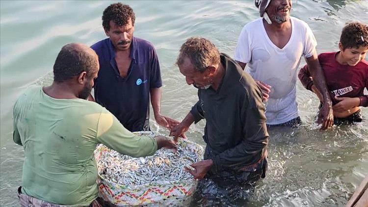 "الوزف المجفف" مصدر رزق موسمي ينعش الشواطئ اليمنية